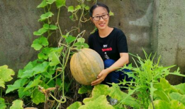 日常吃瓜生活,揭秘娱乐圈幕后故事